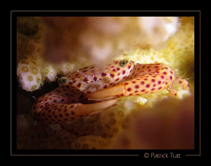 Nigth dive in Marsa Shagra - Egypt - Canon S90 with hand ... by Patrick Tutt 